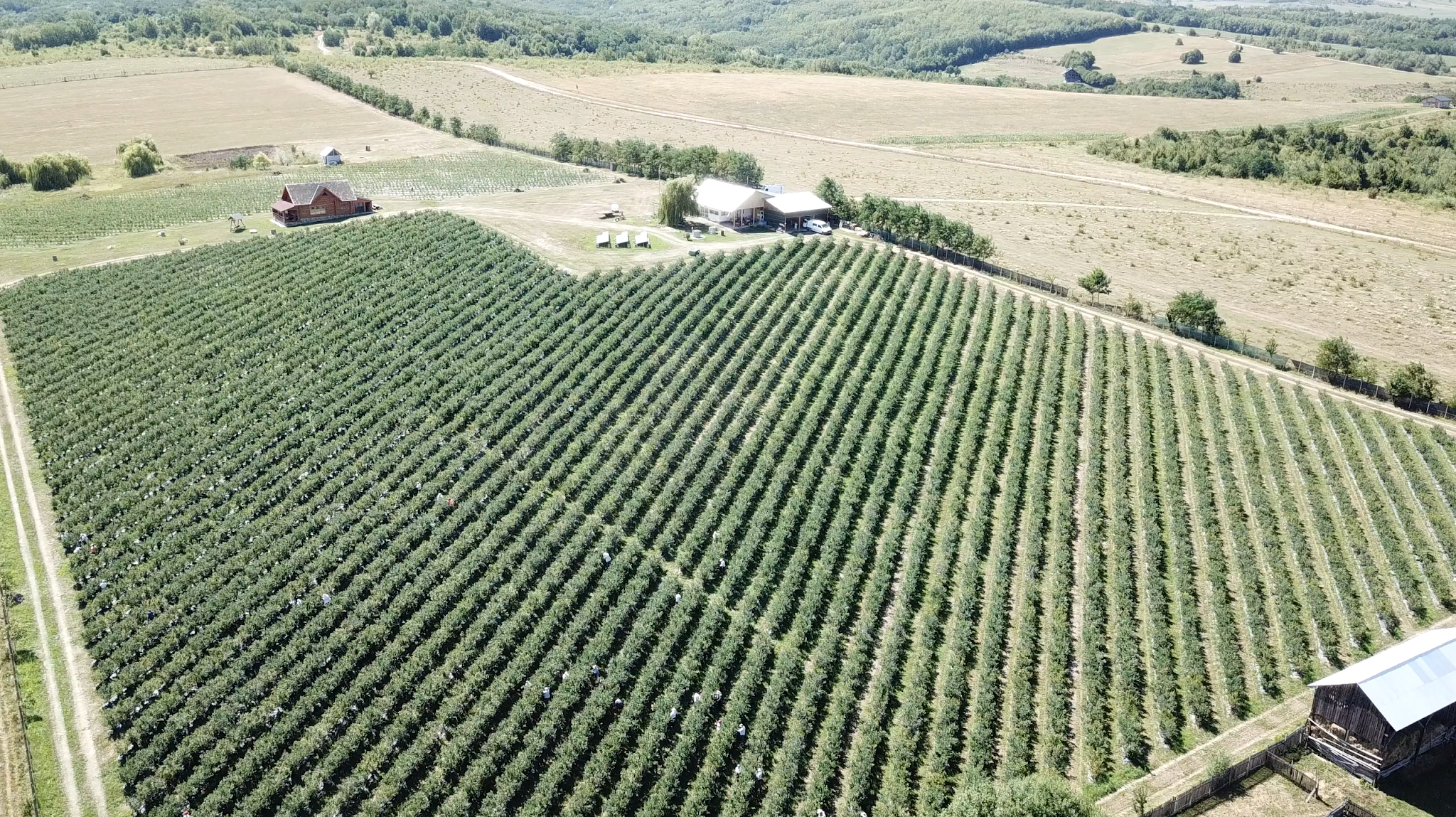 Plantația de afine Afine Bio Rediu - vedere panoramică